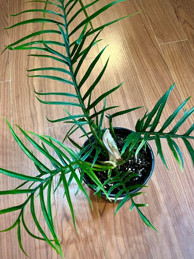 Tips for new Tortum? Is it just like all my other climbing philodendrons? I’m so excited to add this to my collection!