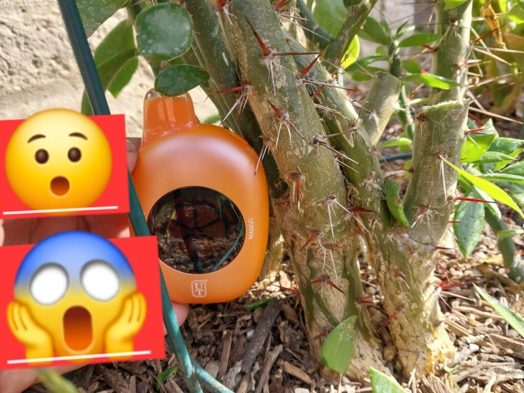 Need thick pere for grafting? Throw em outside and u will achieve! Vape for scale!