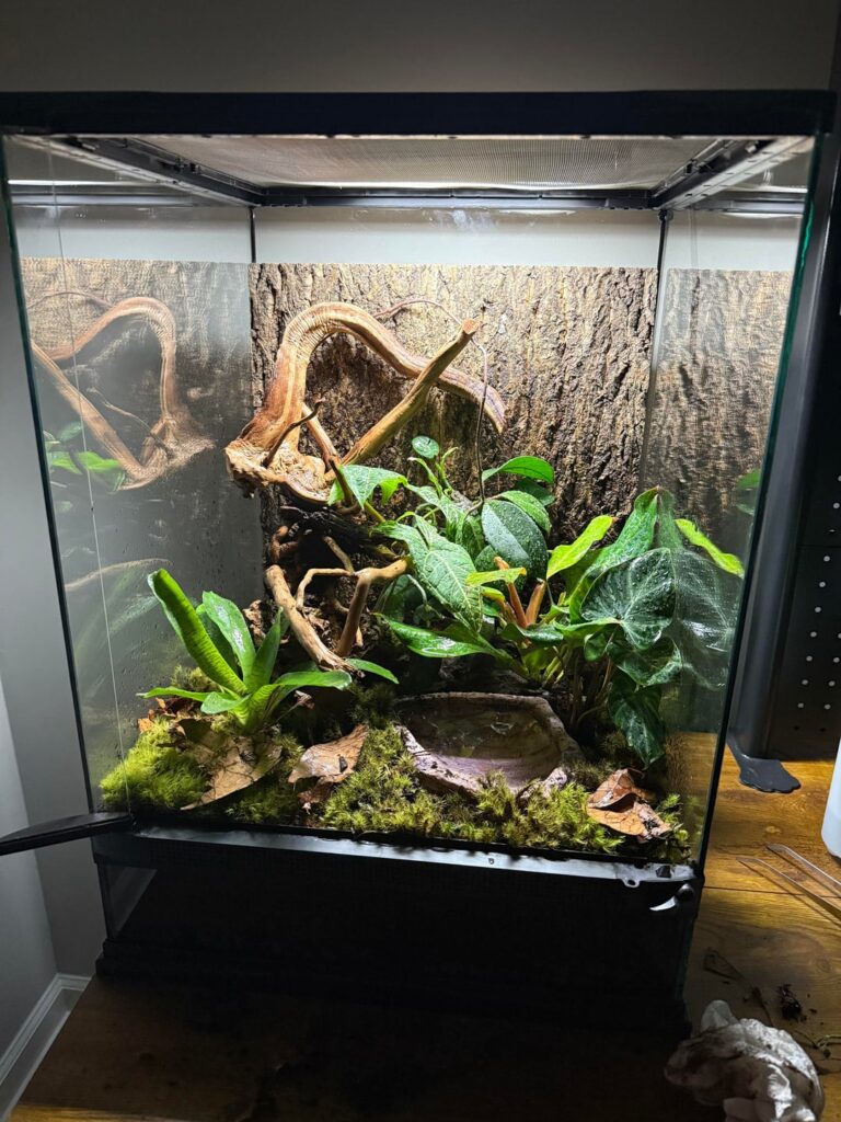 Last minute bioactive vivarium set up for a grey tree frog I found in my bath tub