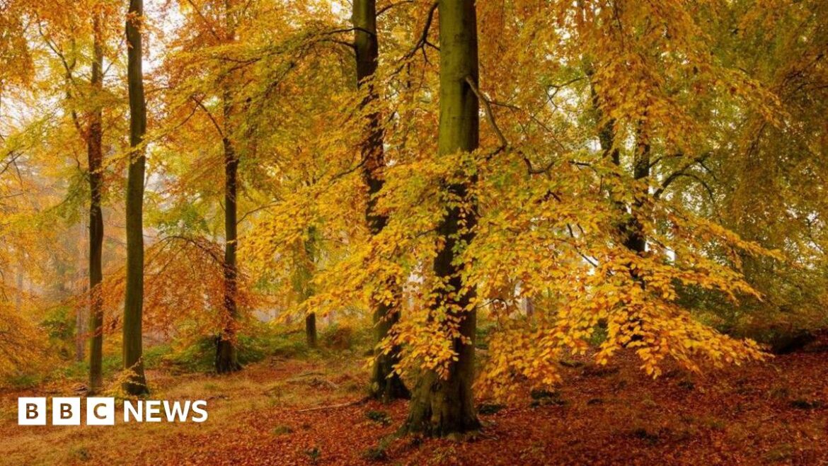 Beech trees in autumn, with orange, yellow and golden leaves on the trees and on the forest floor