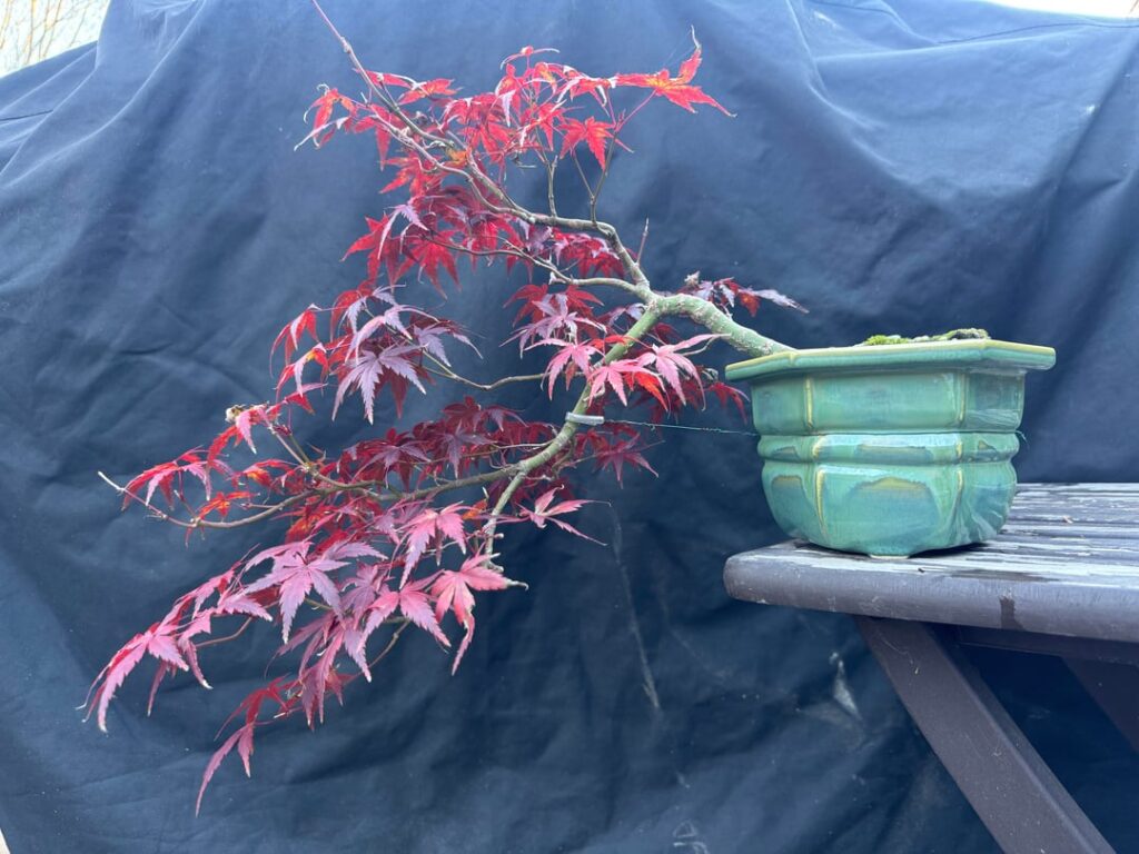 Som fall colors from the benches