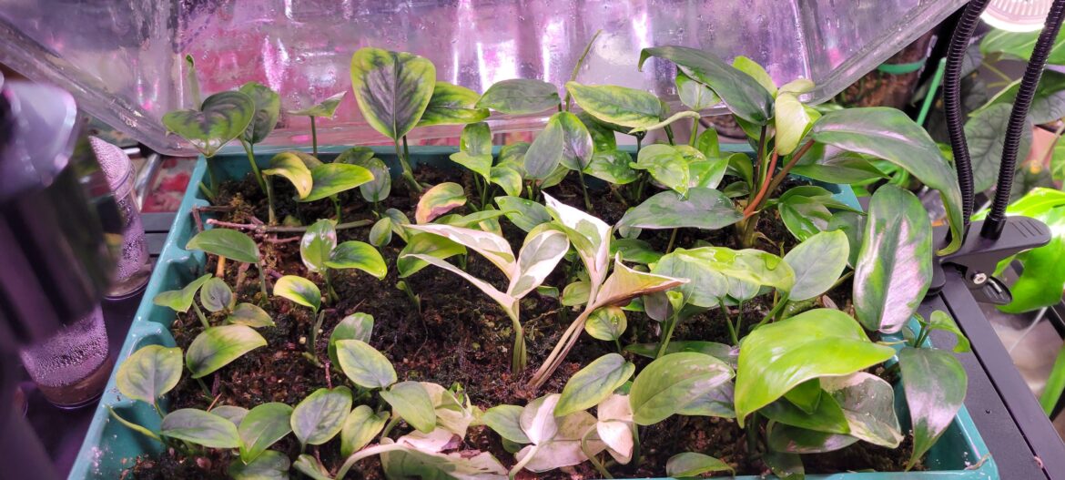 Babies have outgrown the nursery! Babies have outgrown the nursery!