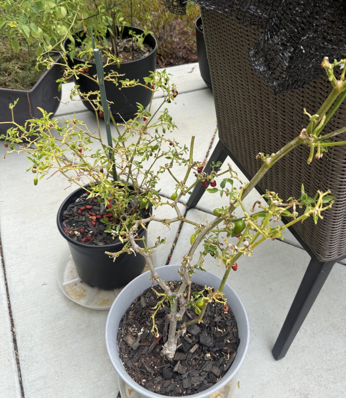 Are my pepper plants done?