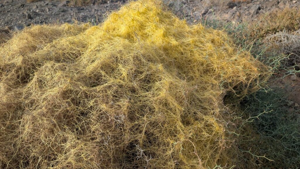 What are these yellow strings on this thorny shrub in Lanzarote?