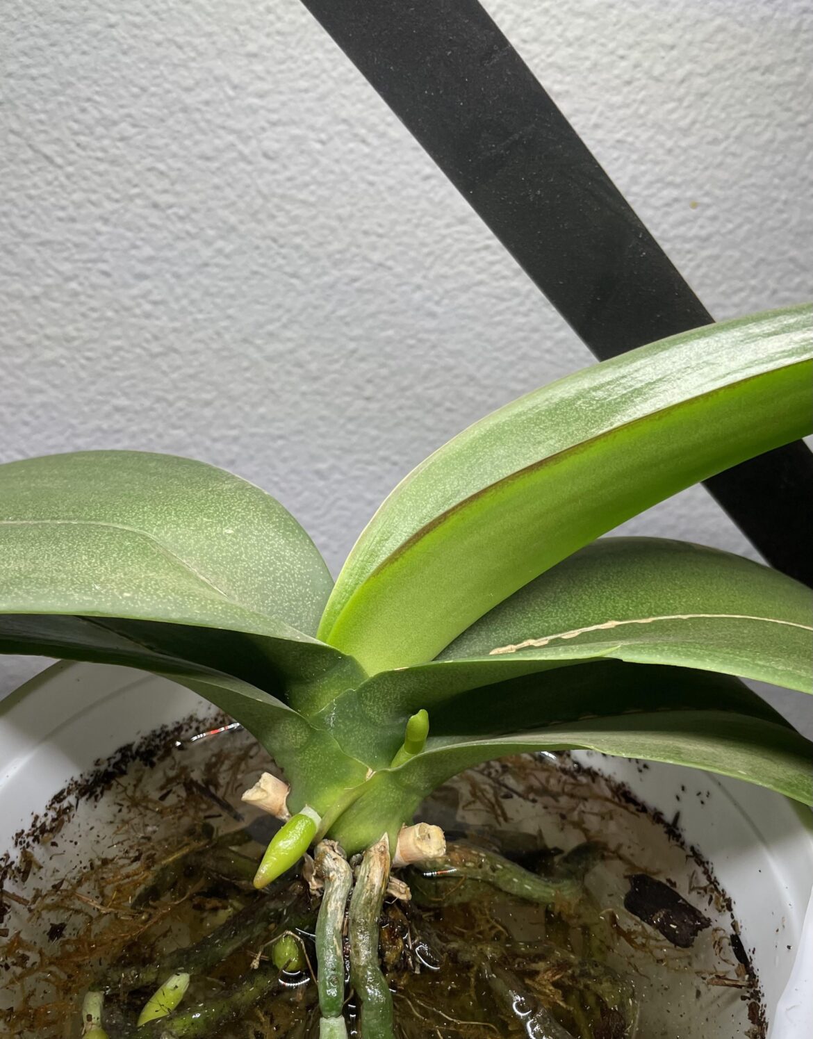 New spike!! New spike!!