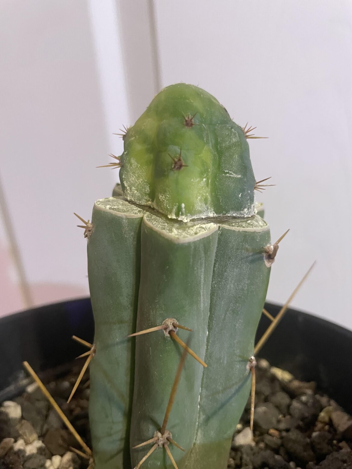 Variegated Achuma on TBM clone C