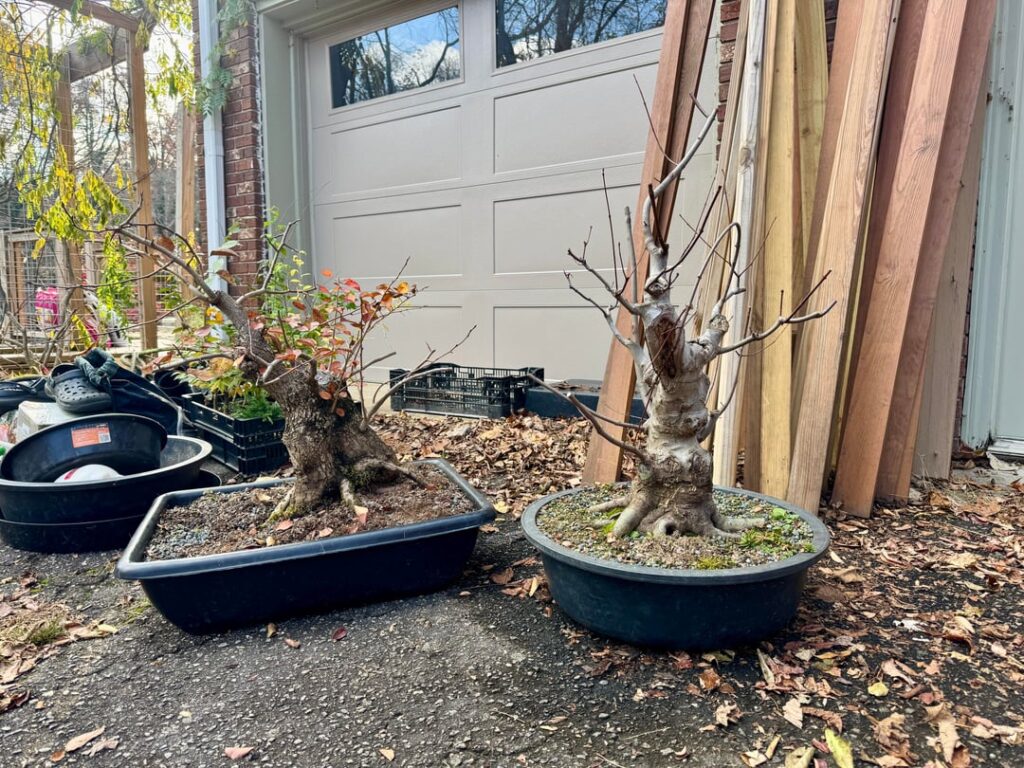 Couple chonkers shipped off yesterday. Pics with my buddy, the grower of these two monsters