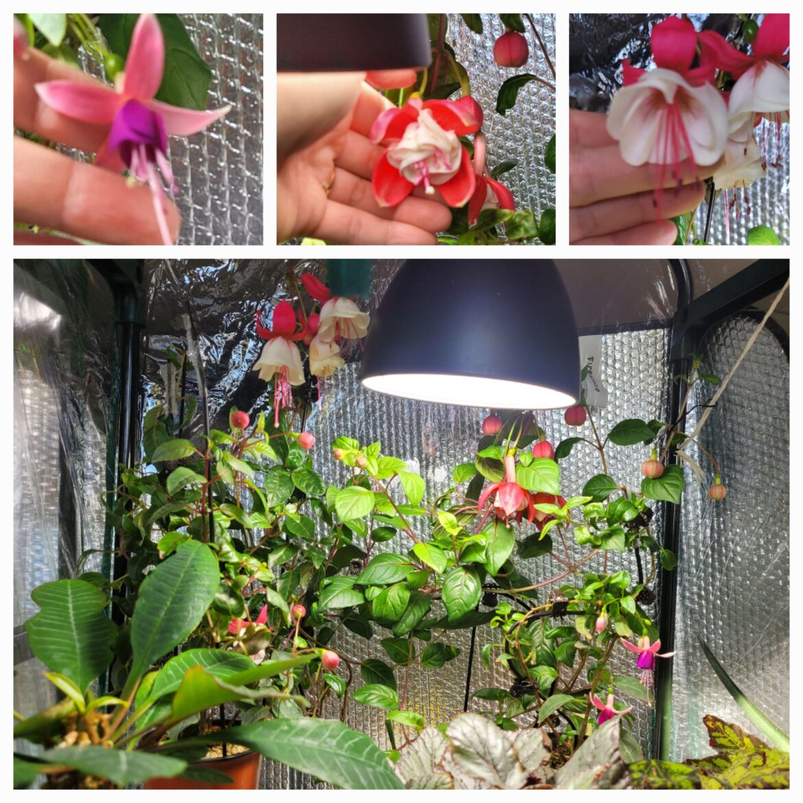 3 fuchsia in bloom which is your favourite?