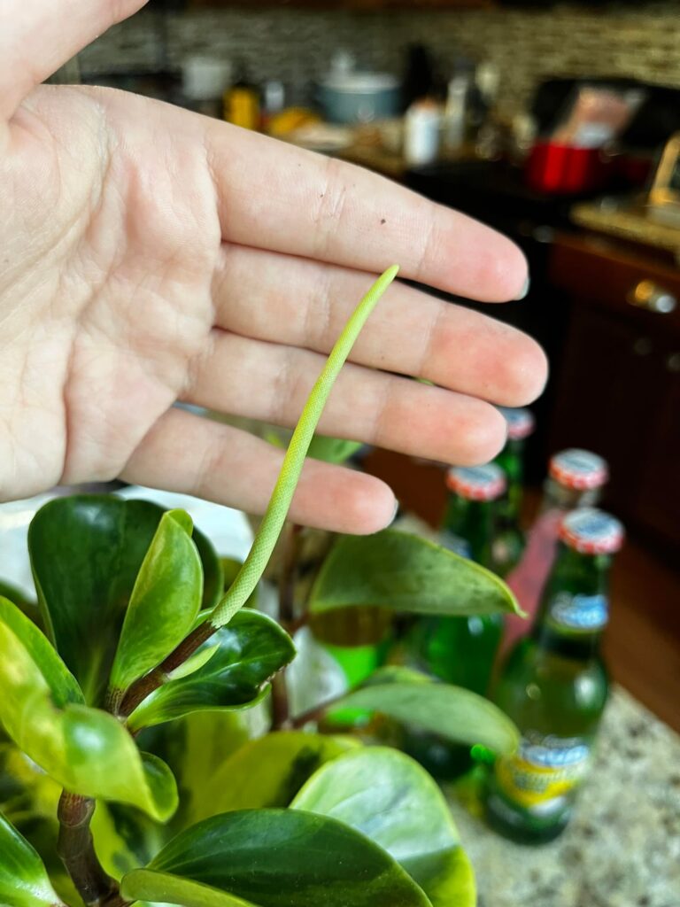 My baby rubber plants first bloom!