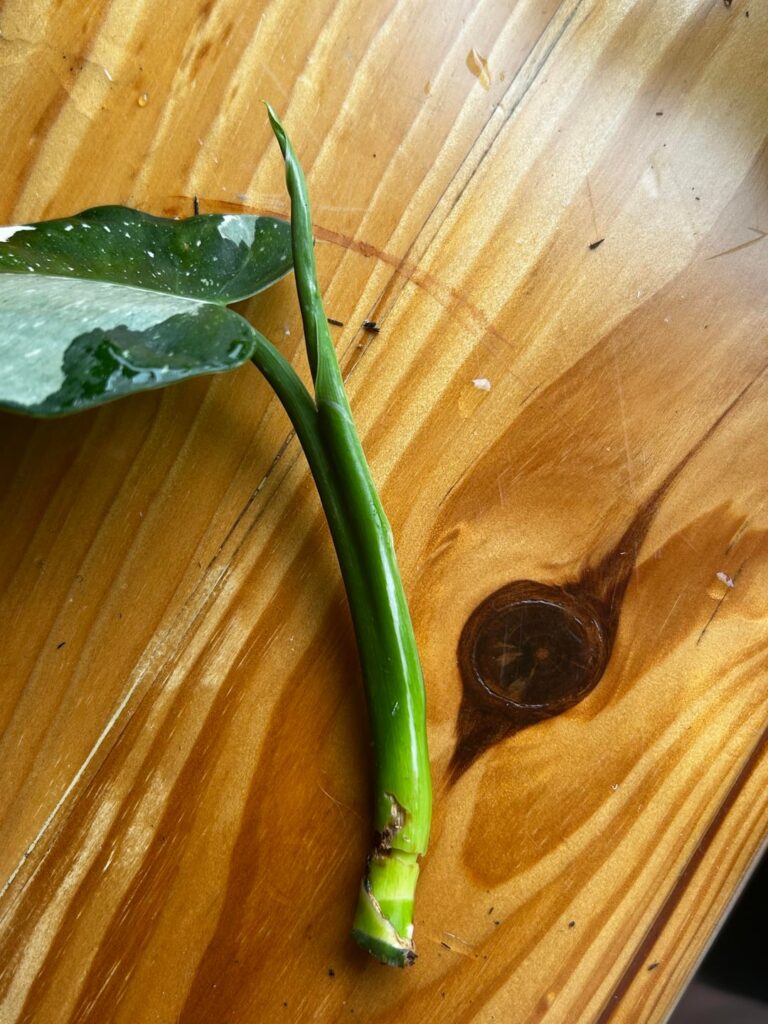Is it worth saving? Is it worth saving?