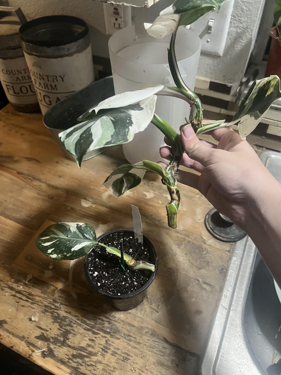 Well, this sucks. I was trying to hang a new plant my bf got me and it fell KILLING my philodendron here- Gemini. :( I’m hoping he grows back or I can make cuttings.