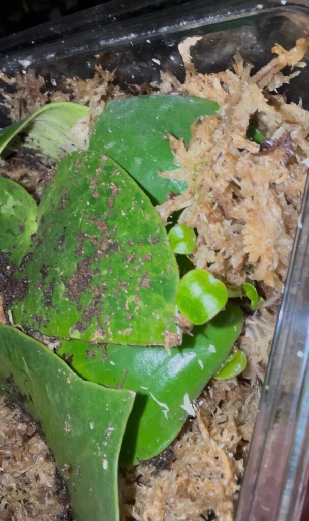 Peperomia props finally growing