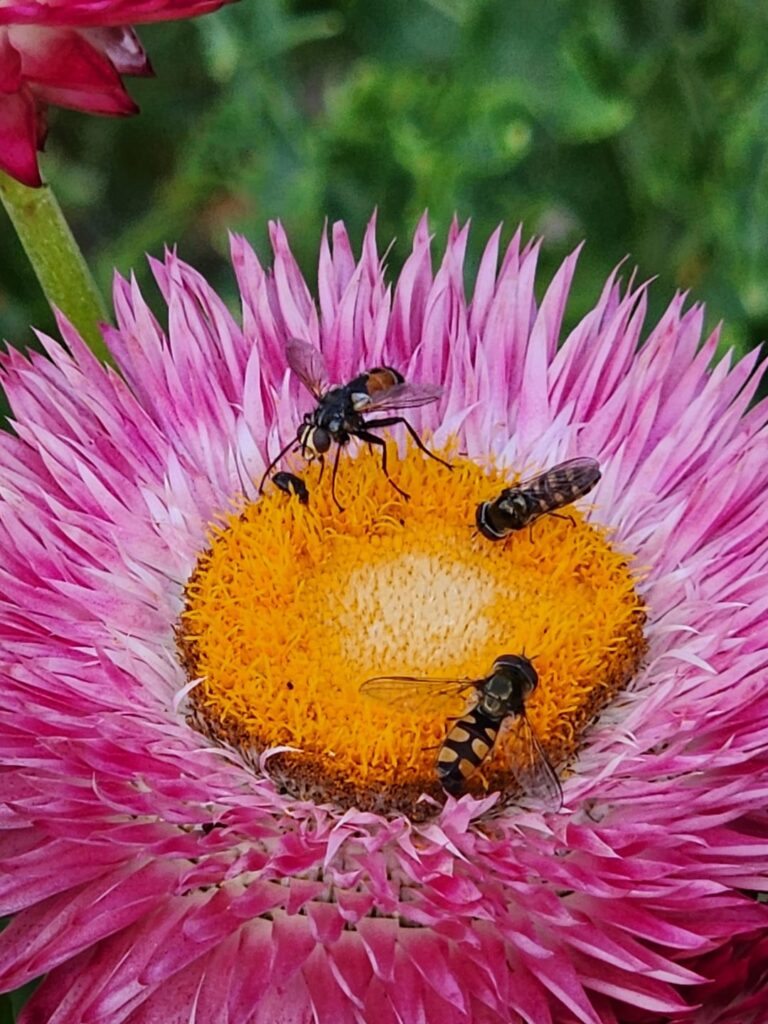 Pollinator party on one of my strawflowers🎉