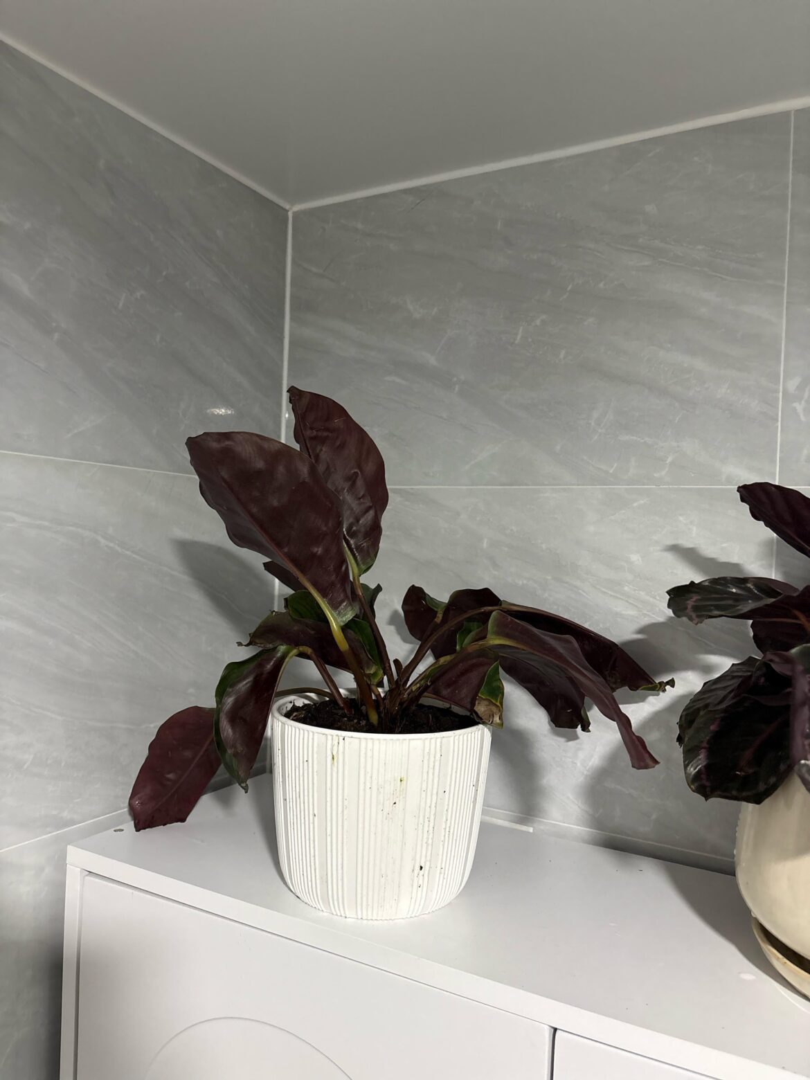 My calathea is drooping. They were still standing this morning.