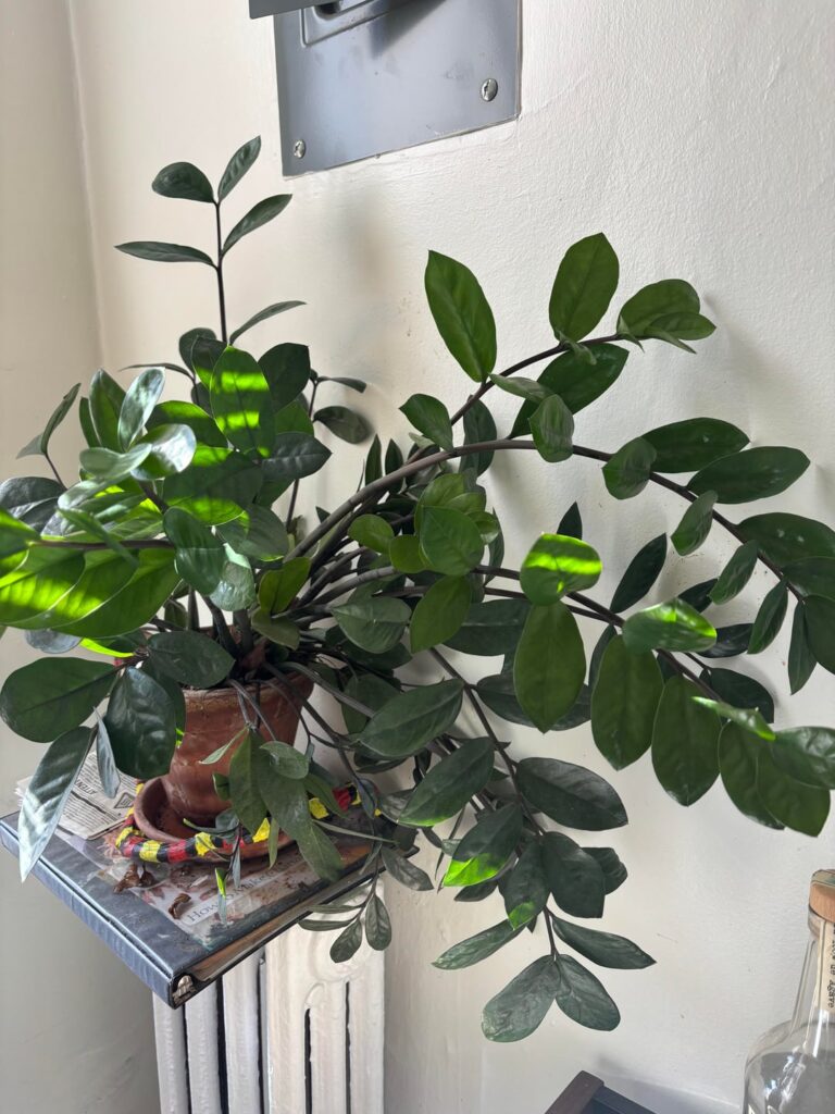 Should I repot? Should I repot?