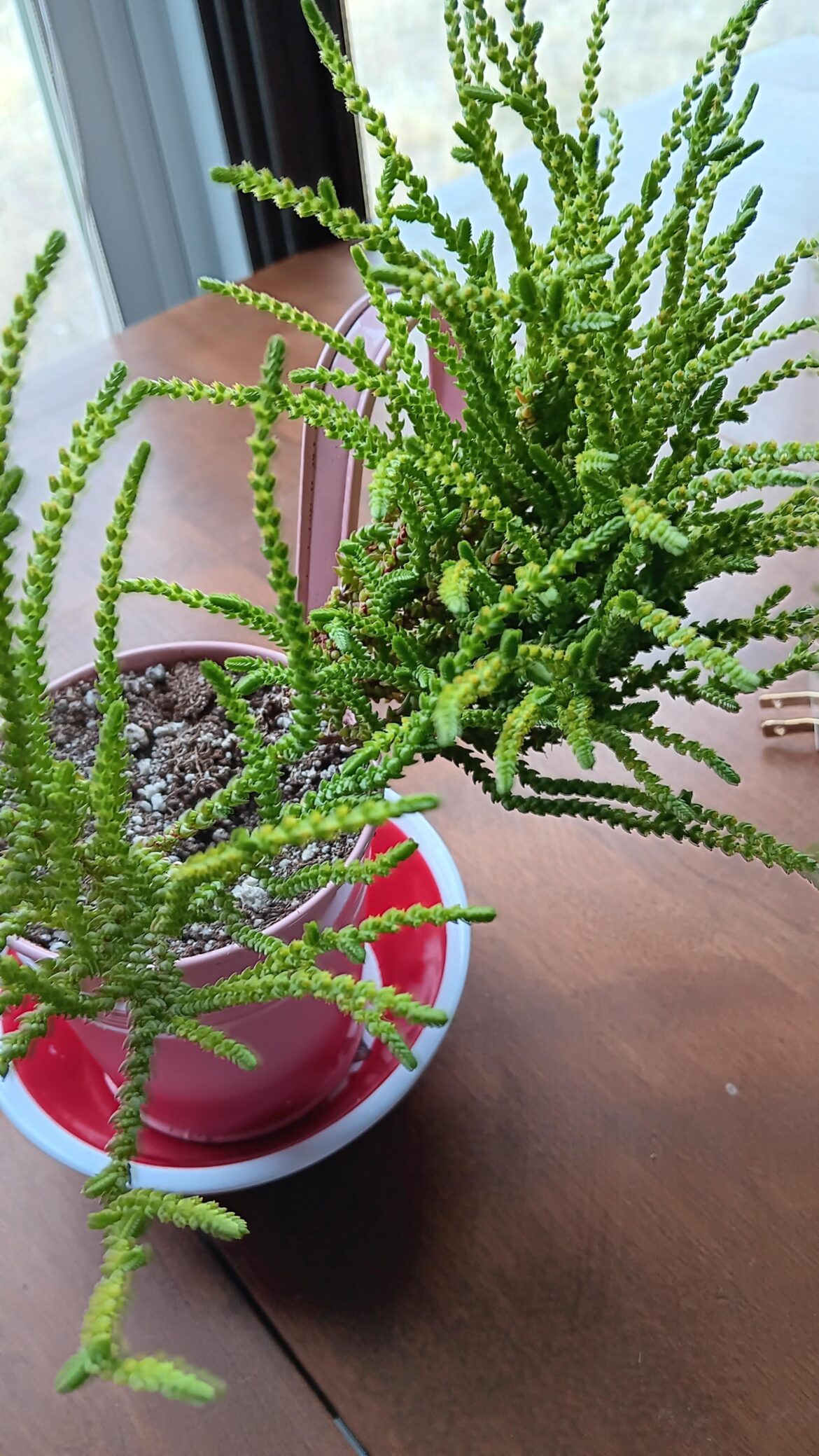 What is this and why does it smell strange