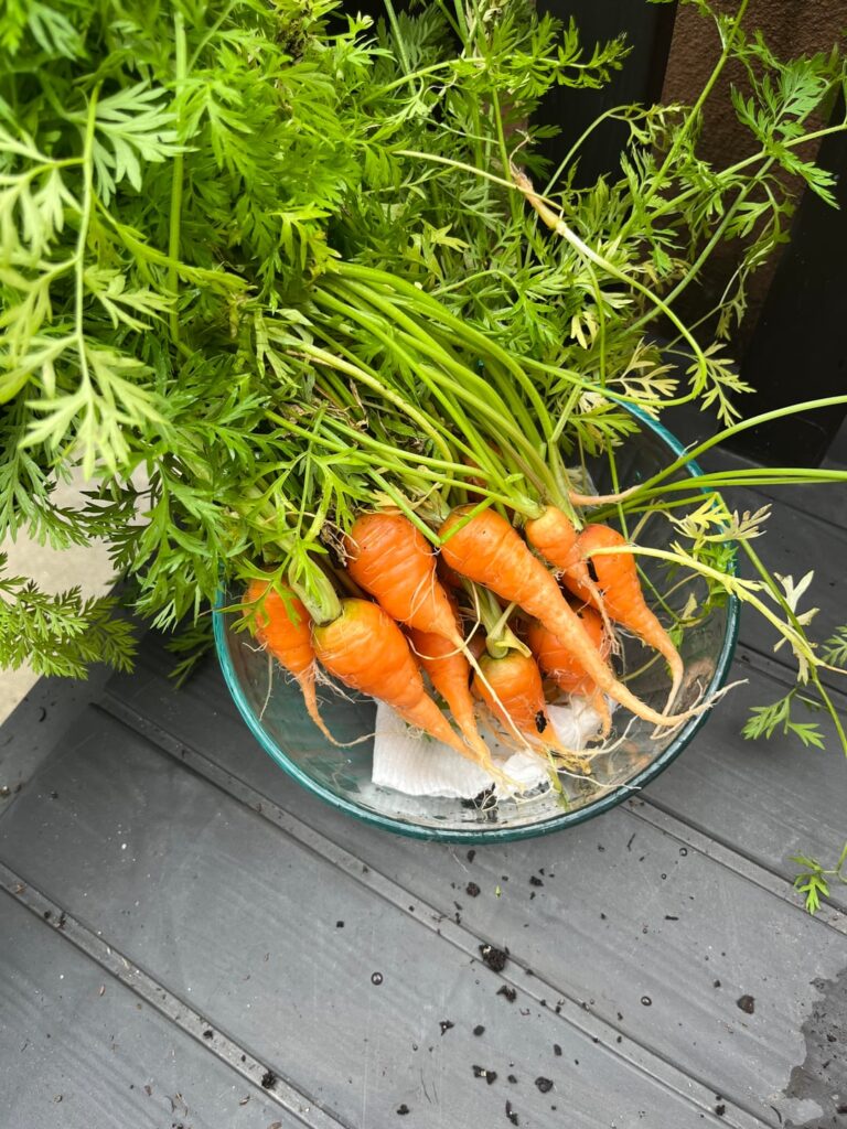 Carrot haul!
