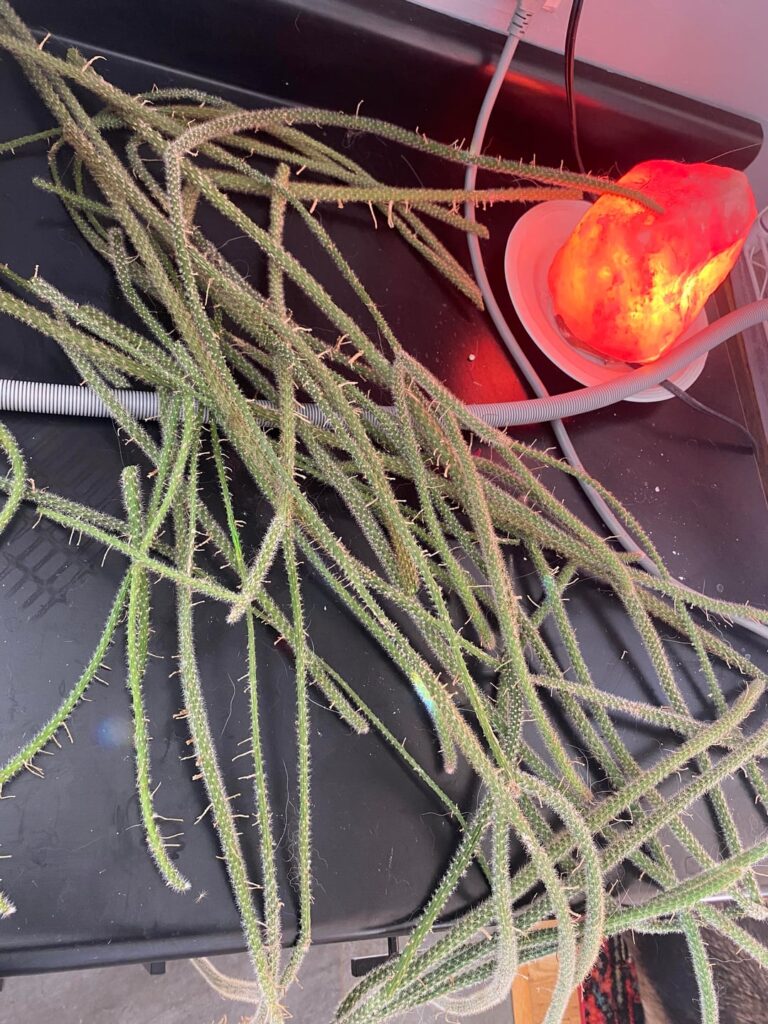 prop advice needed pls prop advice needed pls