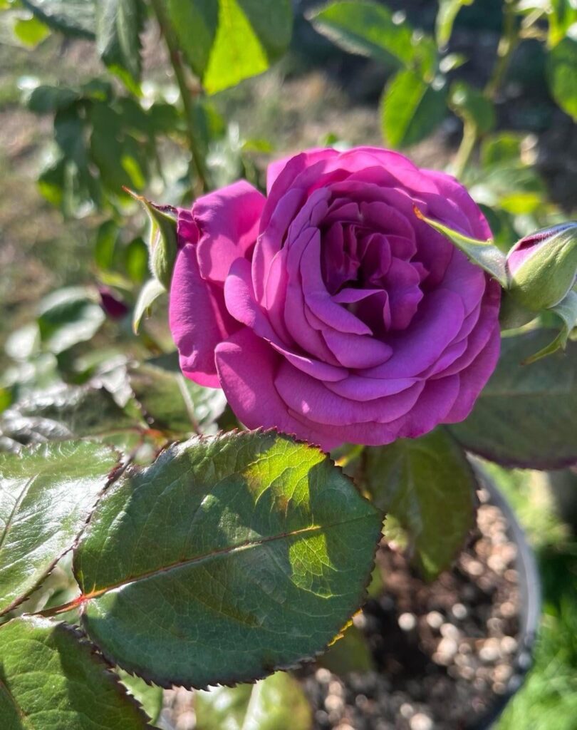 Sunbelt Plum Perfect “Floribunda”