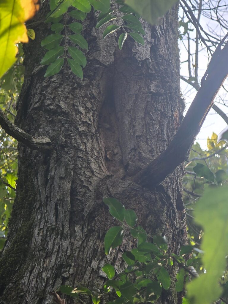 whats killing all my trees? what can i do? whats killing all my trees? what can i do?