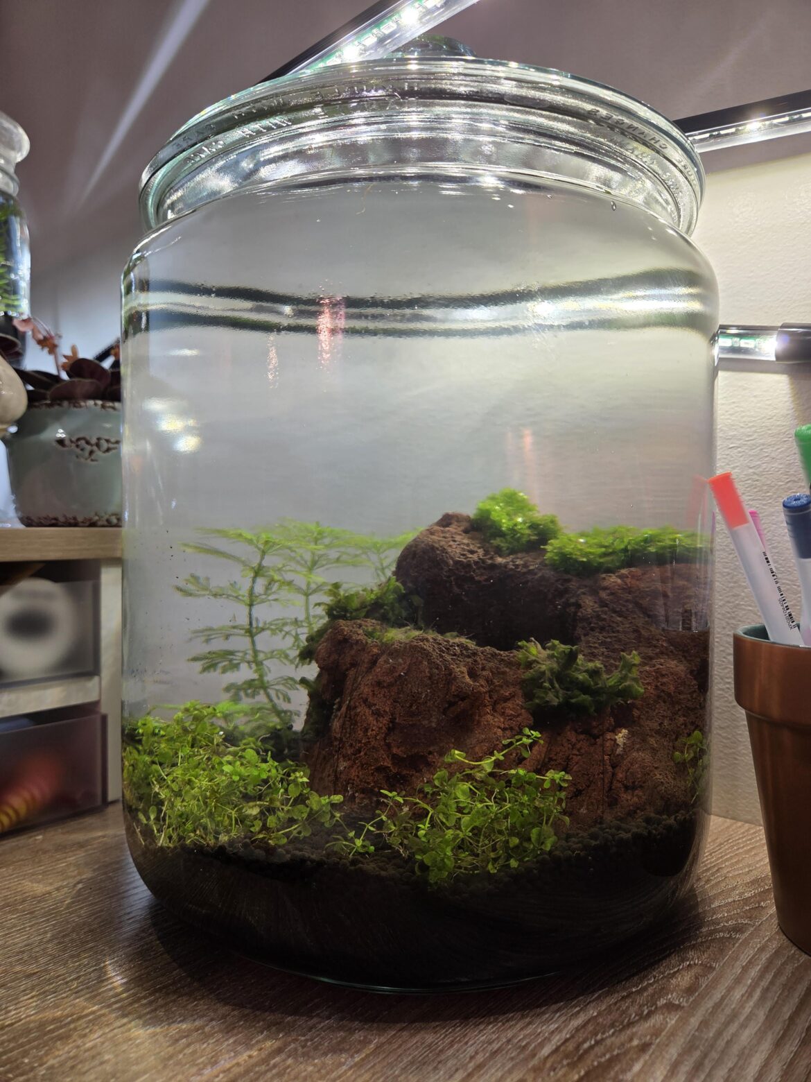 Once it’s established, who would be happy living in my 2ga jar? Once it's established, who would be happy living in my 2ga jar?