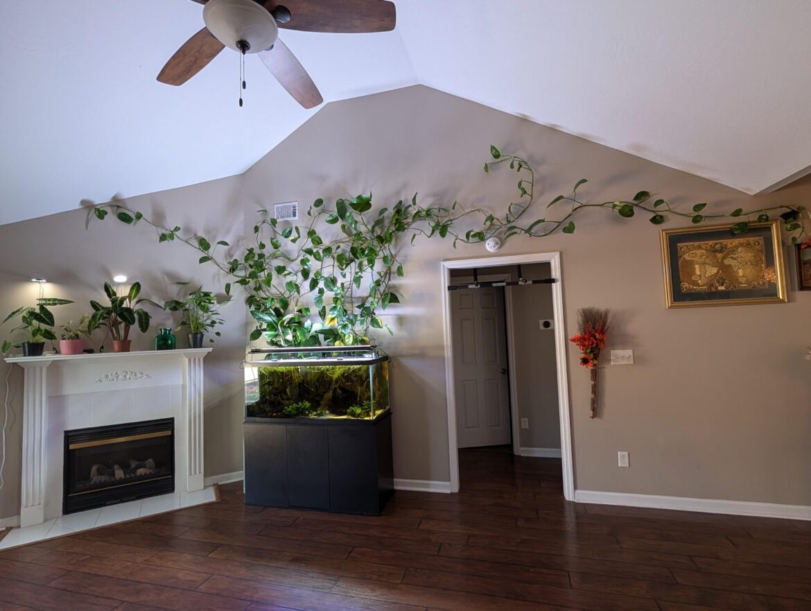 Had a pothos in my home. Now my home is made of pothos.