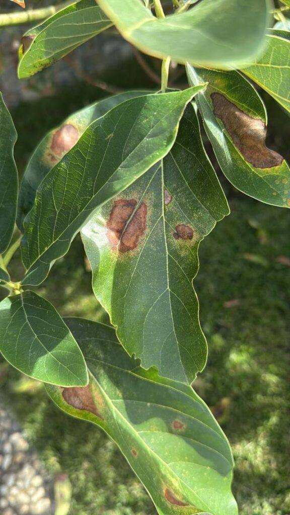 I think my avocado plant is seek. I think my avocado plant is seek.