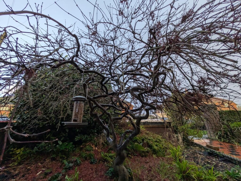 Pruning advice for Acer tree needed