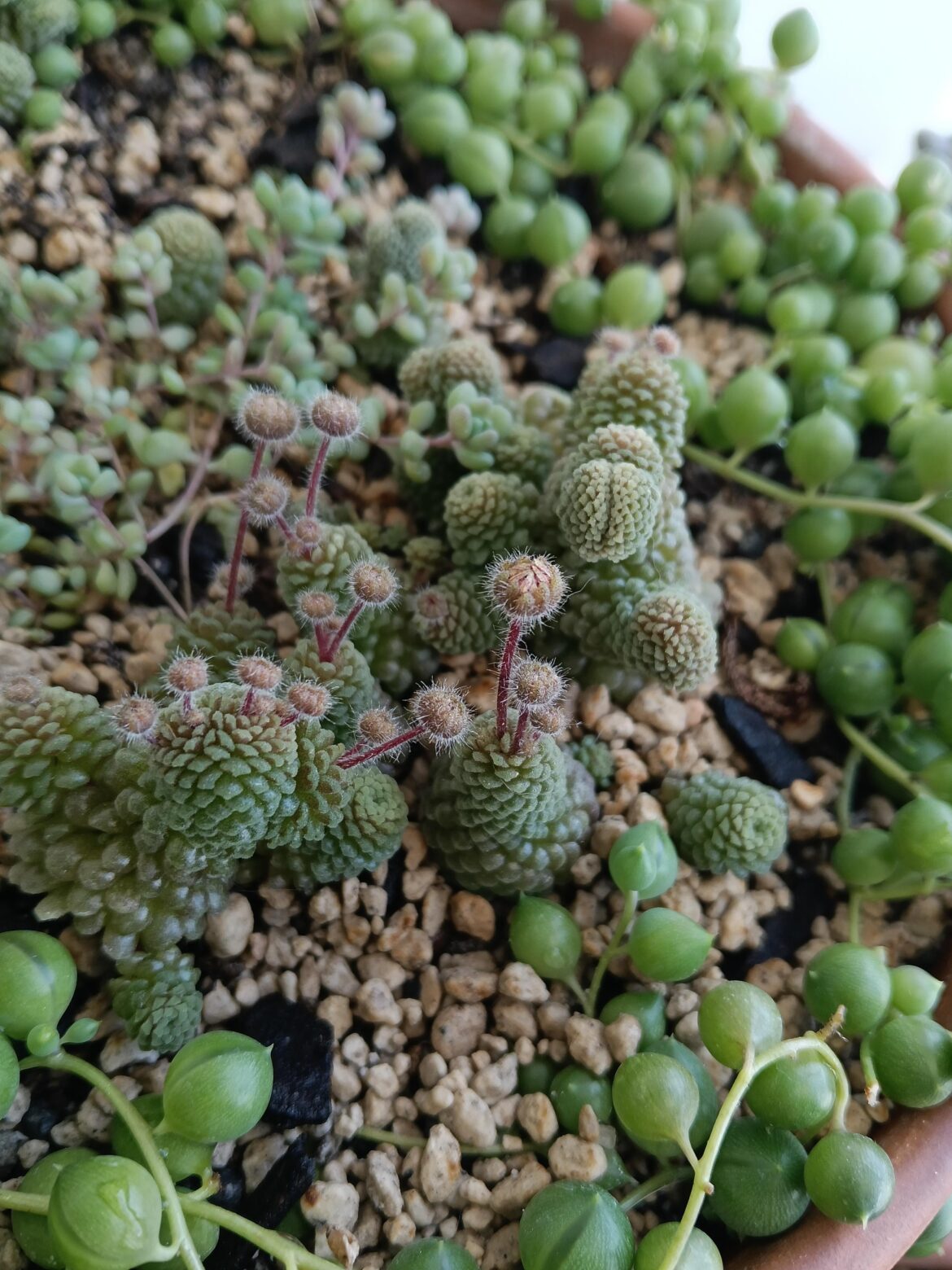 My Happy Monanthes