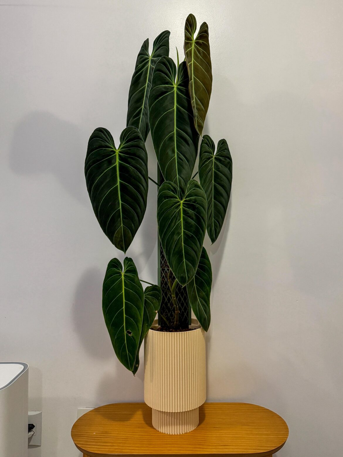 Philodendron melanochrysum 🥰