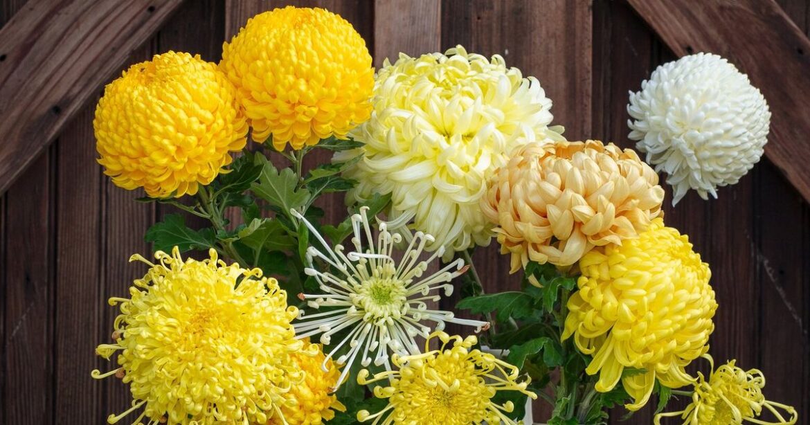 7 gardening books to gift to the plant lover in your life