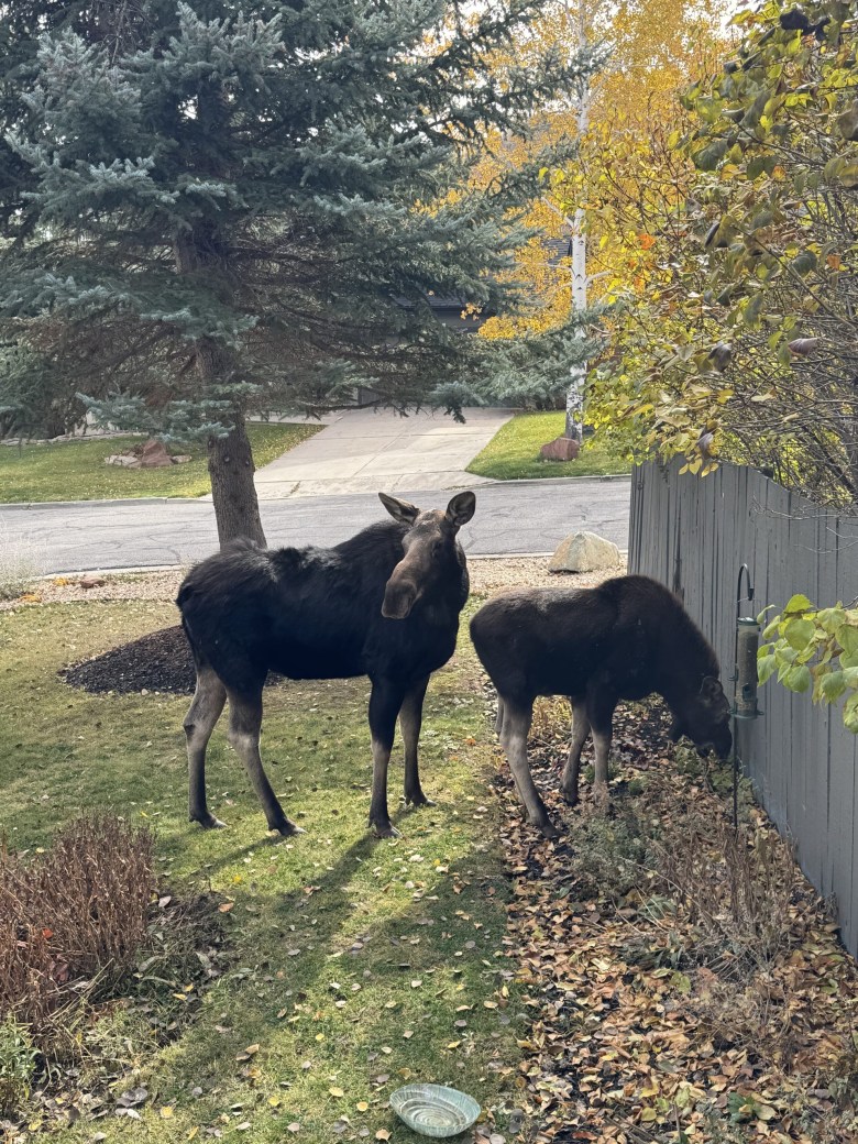 Moose gardening in Park City, Utah.