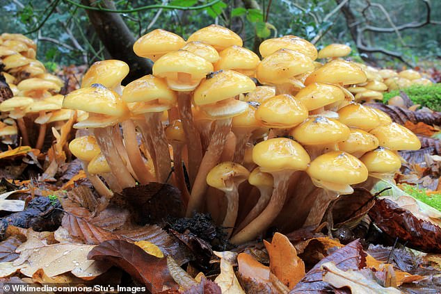 This disease might sound delicious but it is actually a virulent fungal infection that can kill the hardiest of plants. Pictured, honey fungus (Armillaria mellea) in Whitewebbs Wood, Enfield, UK
