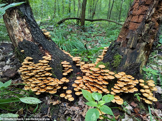 Symptoms of honey fungus include pale leaves, dieback, early autumn colour and a cracking, bleeding trunk
