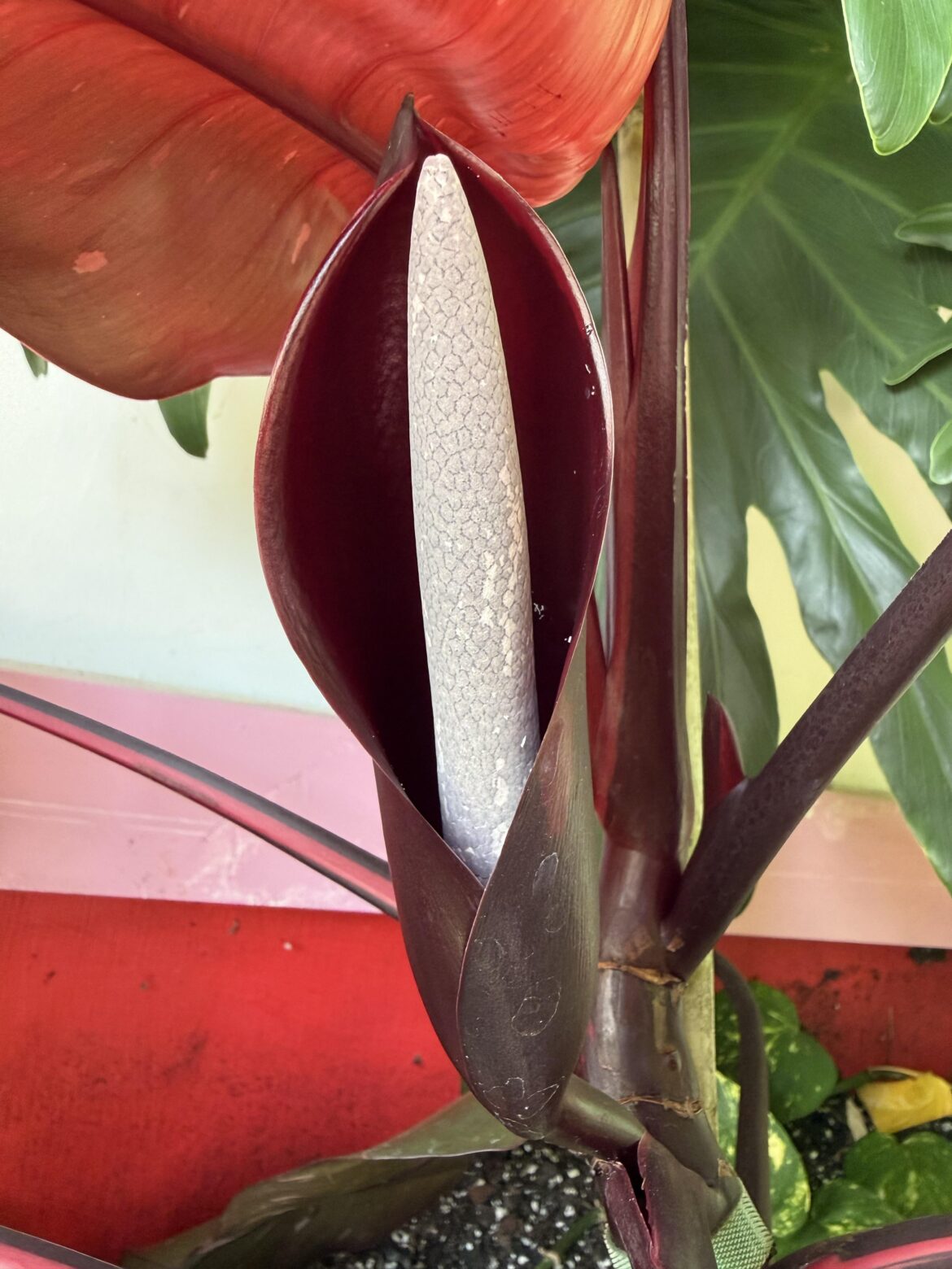 My PPP opened her first flower today.