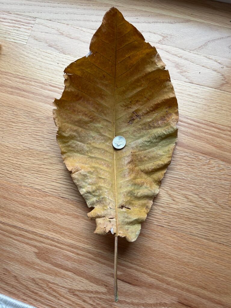 Leaf Northeastern Massachusetts