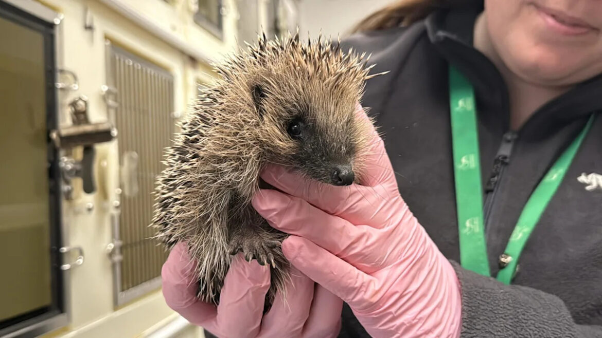 Tips to help ‘endangered’ hedgehogs in your garden Tips to help 'endangered' hedgehogs in your garden