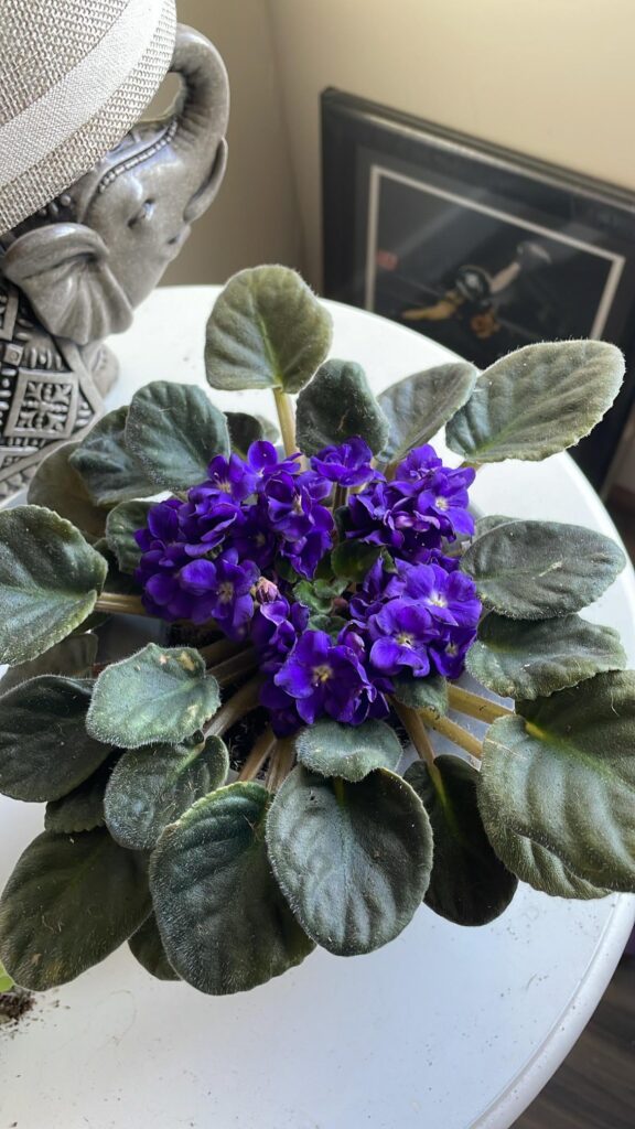 Leaves in middle of bloom? Leaves in middle of bloom?