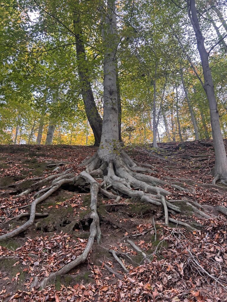 Word on the street is y’all like roots? -Richmond, VA