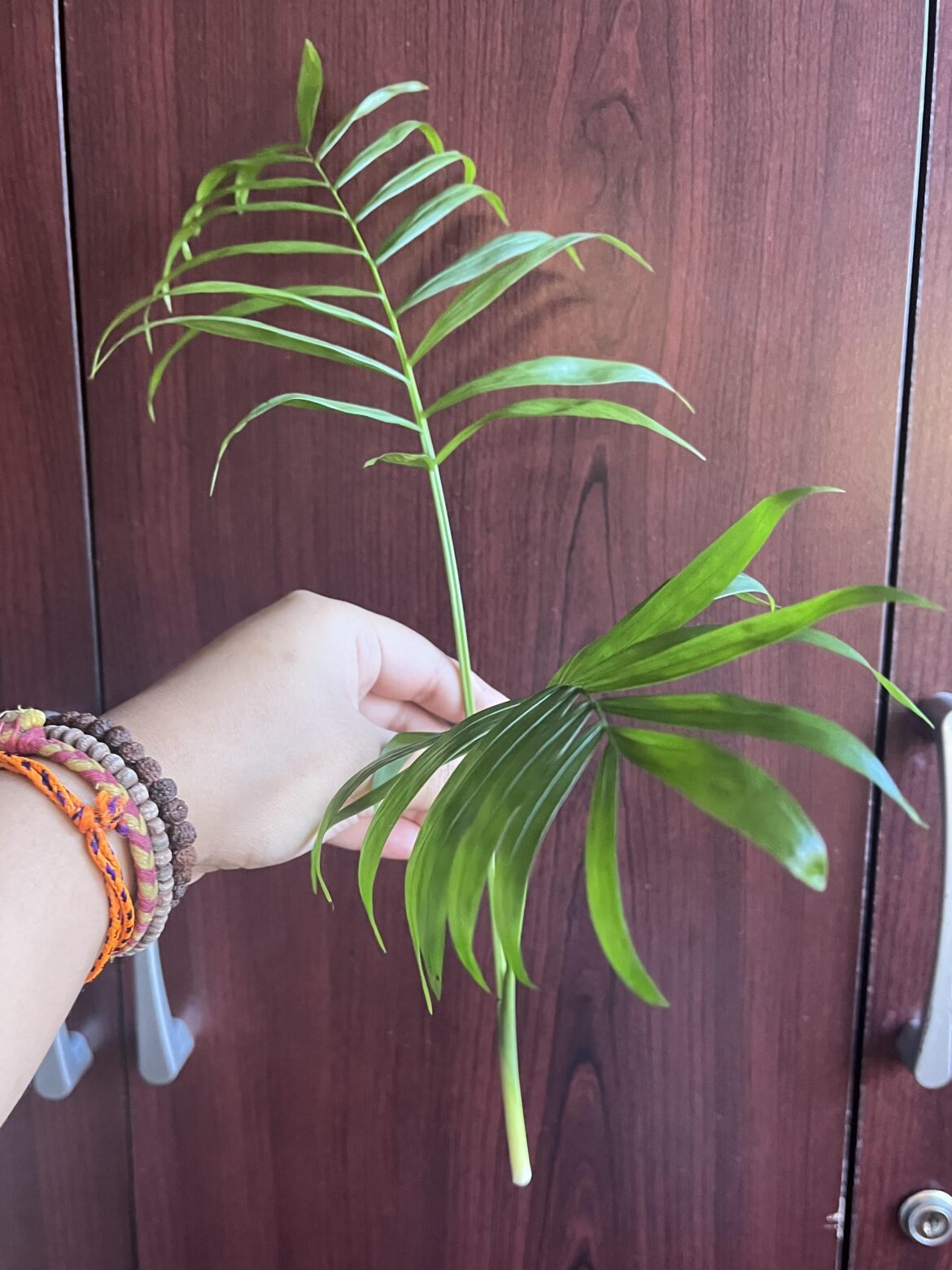 parlor palm propagation