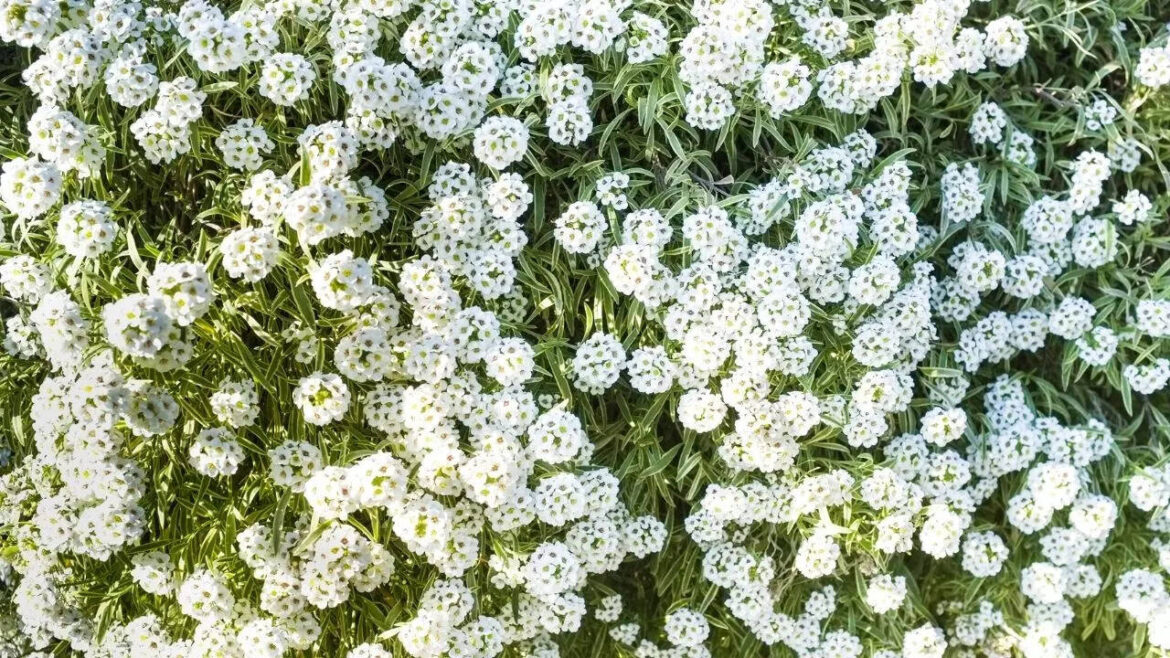 8 beautiful winter flowers to add colour to your balcony garden