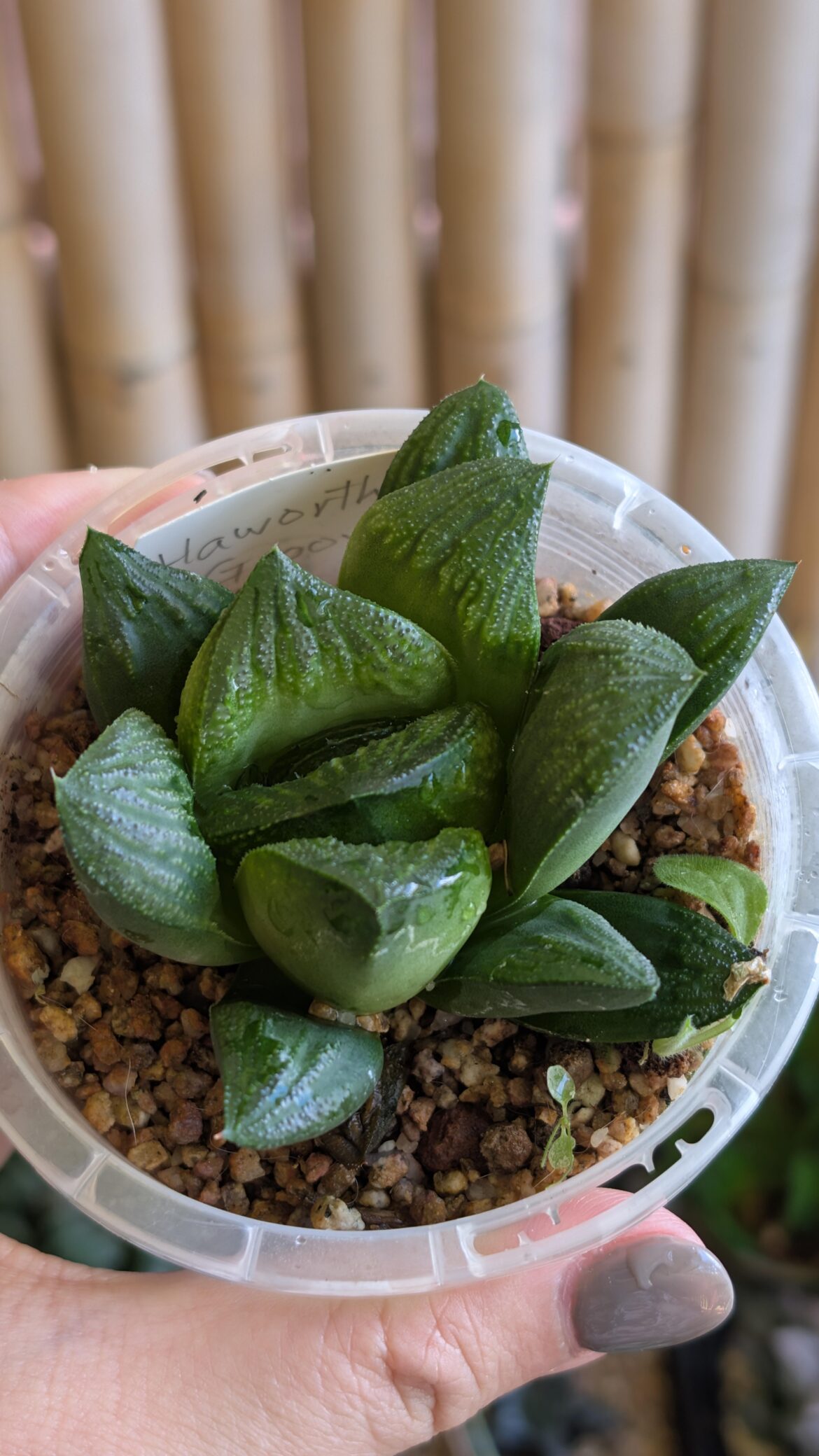 Got this 2 yrs ago from C&S Society NSW