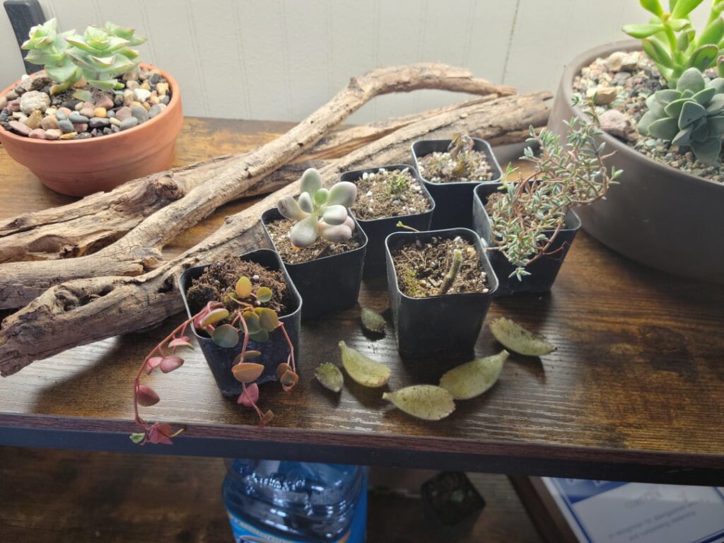 Succulent Depot Disappointment Succulent Depot Disappointment