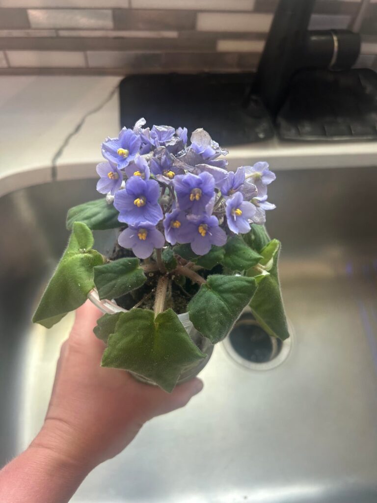 First African Violet