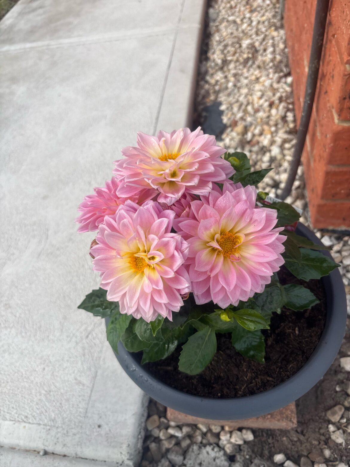 Can someone tell me what this ones name is Please?