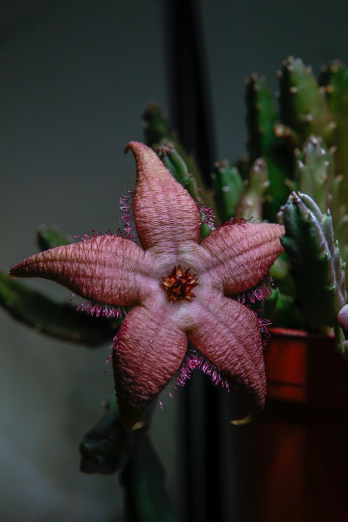 My carrion flower bloomed today ⭐