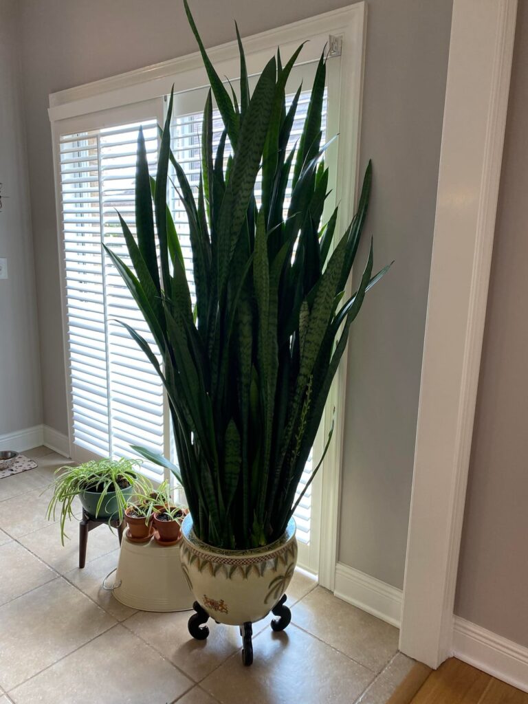 Snake Plant Question