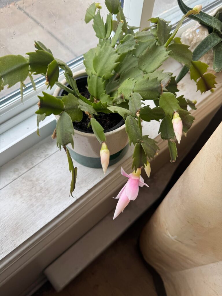 Thanksgiving cactus