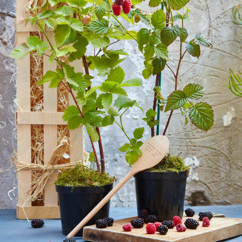 The Jam Makers Garden