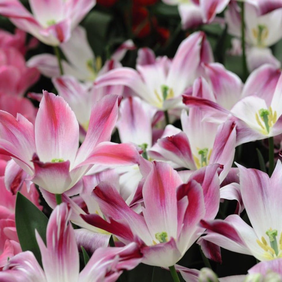 Tulip 'Whispering Dream' Tulipa